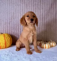 Dalila, a female Golden Retriever for sale in Indianapolis, IN – 4 of 5
