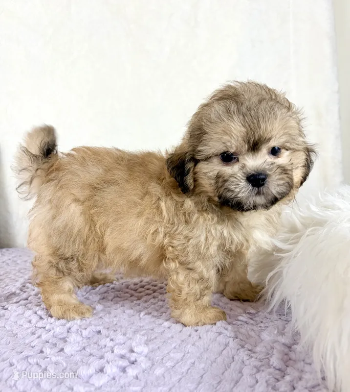 Aaron – Shihpoo puppy for sale in Indianapolis, IN