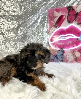 Solo, a male Miniature Bernedoodle for sale in Indianapolis, IN – 2 of 6