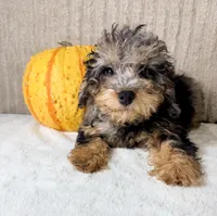 Whistles, a male Miniature Bernedoodle for sale in Indianapolis, IN – 3 of 6