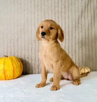Dalila, a male Golden Retriever for sale in Indianapolis, IN – 3 of 5