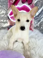 Scrappy, a male Rat Terrier and Chihuahua for sale in Indianapolis, IN – 2 of 6