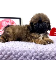 Regina , a female Shihpoo for sale in Indianapolis, IN – 3 of 6