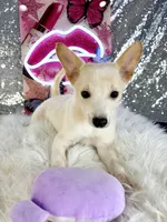 Scrappy, a male Rat Terrier and Chihuahua for sale in Indianapolis, IN – 3 of 6