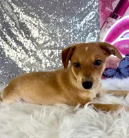 Scrappy, a male Rat Terrier and Chihuahua for sale in Indianapolis, IN – 1 of 5