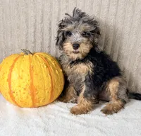 Whistles , a male Miniature Bernedoodle for sale in Indianapolis, IN – 1 of 5