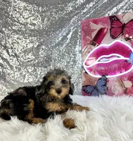 Ally Mae, a female Miniature Bernedoodle for sale in Indianapolis, IN – 5 of 5