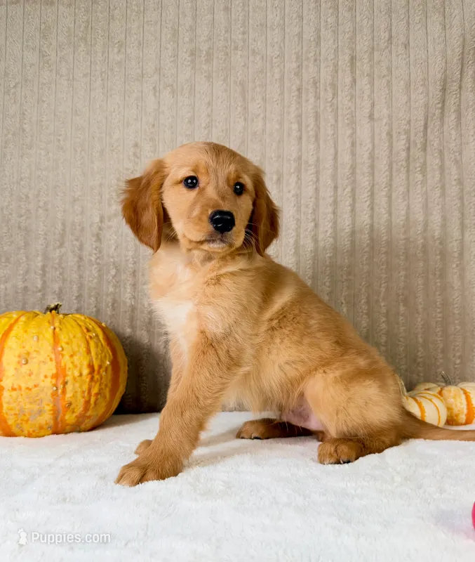 Rocco – Golden Retriever puppy for sale in Indianapolis, IN