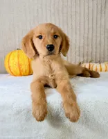 Dalila, a female Golden Retriever for sale in Indianapolis, IN – 1 of 5