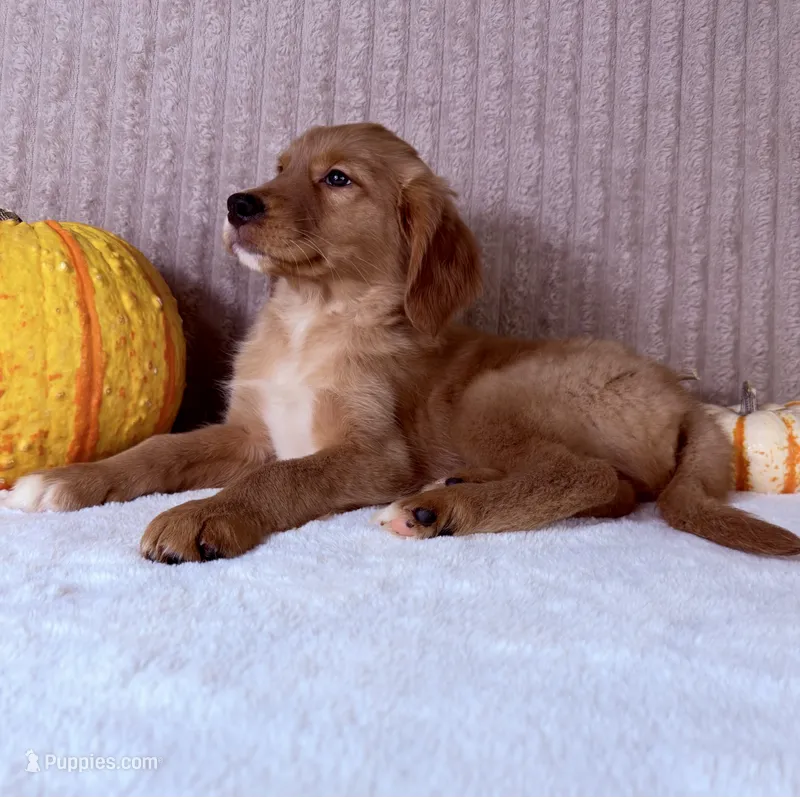 Draco – Golden Retriever puppy for sale in Indianapolis, IN