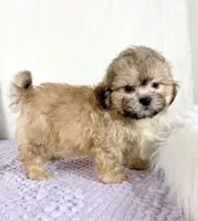 Aaron, a male Shihpoo for sale in Indianapolis, IN – 5 of 5