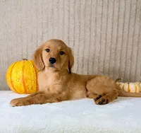 Rocco, a male Golden Retriever for sale in Indianapolis, IN – 2 of 5