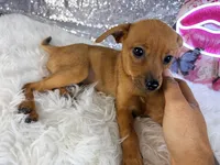 Hannah, a female Rat Terrier and Chihuahua for sale in Indianapolis, IN – 3 of 4