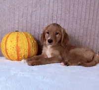 Draco, a male Golden Retriever for sale in Indianapolis, IN – 2 of 5
