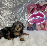 Ally Mae , a female Miniature Bernedoodle for sale in Indianapolis, IN – 3 of 5