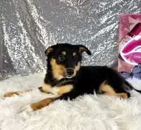 Alex, a male Chihuahua for sale in Indianapolis, IN – 5 of 6