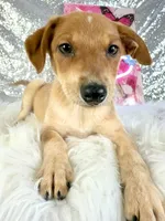 Scrappy, a male Rat Terrier and Chihuahua for sale in Indianapolis, IN – 2 of 5