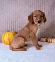 Draco, a male Golden Retriever for sale in Indianapolis, IN – 4 of 5