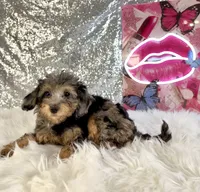 Ally Mae, a female Miniature Bernedoodle for sale in Indianapolis, IN – 2 of 5
