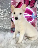 Scrappy, a male Rat Terrier and Chihuahua for sale in Indianapolis, IN – 6 of 6