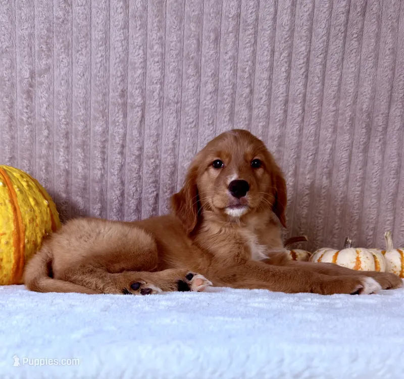 Draco – Golden Retriever puppy for sale in Indianapolis, IN