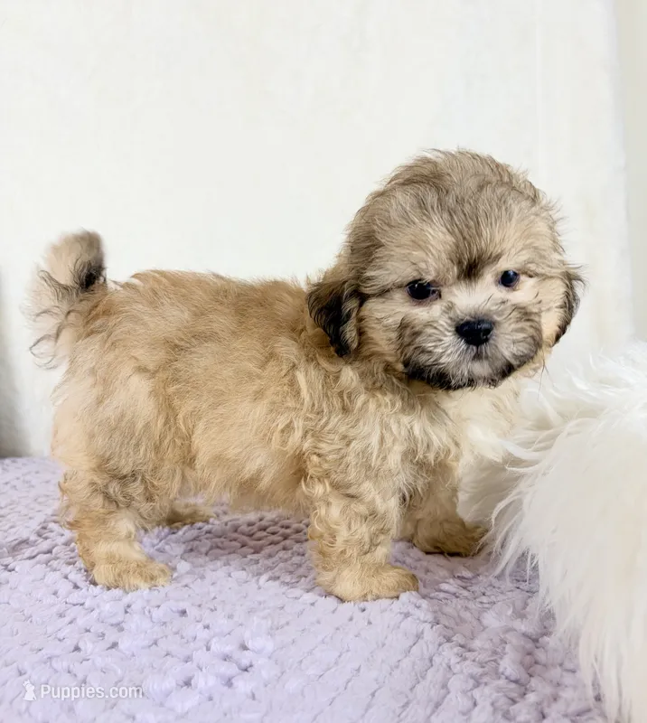 Aaron – Shihpoo puppy for sale in Indianapolis, IN