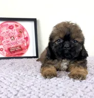 Regina , a female Shihpoo for sale in Indianapolis, IN – 2 of 6