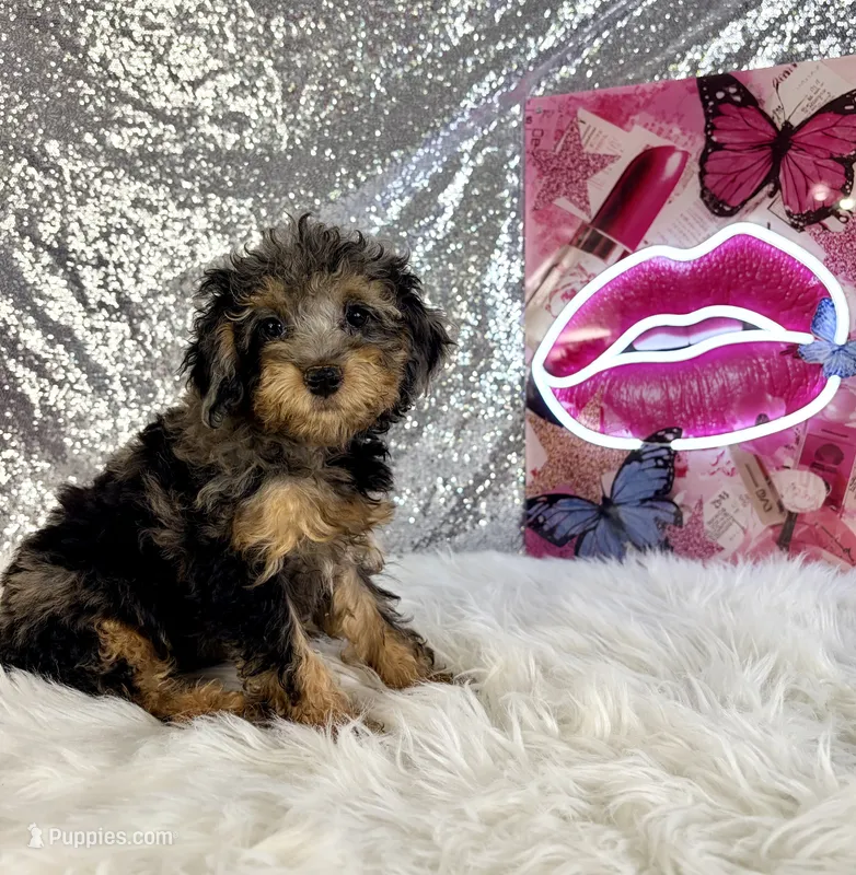 Ally Mae – Miniature Bernedoodle puppy for sale in Indianapolis, IN