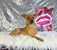 Hannah, a female Rat Terrier and Chihuahua for sale in Indianapolis, IN – 5 of 5