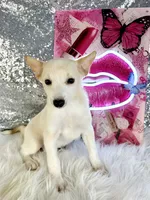 Scrappy, a male Rat Terrier and Chihuahua for sale in Indianapolis, IN – 6 of 6