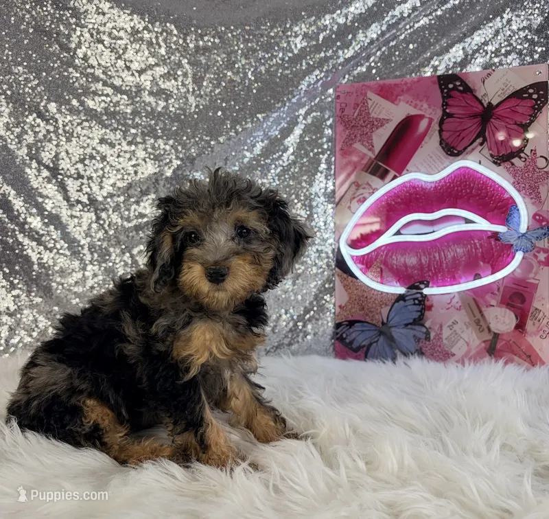 Ally Mae  – Miniature Bernedoodle puppy for sale in Indianapolis, IN