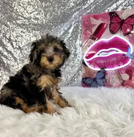 Ally Mae, a female Miniature Bernedoodle for sale in Indianapolis, IN – 3 of 5