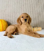 Dalila, a male Golden Retriever for sale in Indianapolis, IN – 4 of 5