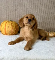 Rocco, a male Golden Retriever for sale in Indianapolis, IN – 5 of 5