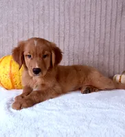 Cinnabar, a male Golden Retriever for sale in Indianapolis, IN – 3 of 5