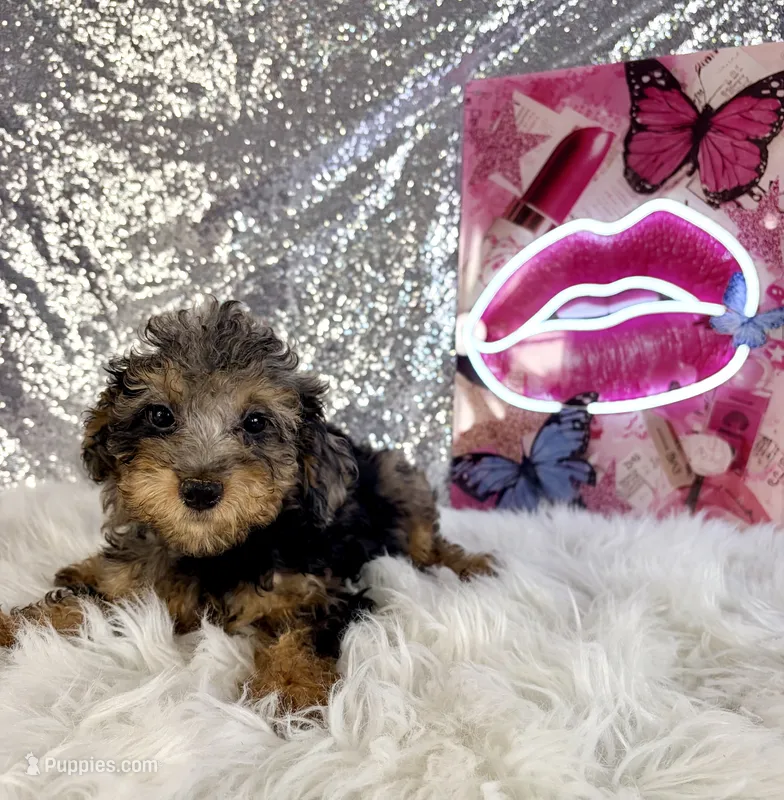 Ally Mae – Miniature Bernedoodle puppy for sale in Indianapolis, IN