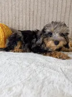 Whistles, a male Miniature Bernedoodle for sale in Indianapolis, IN – 3 of 6