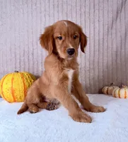Cinnabar, a male Golden Retriever for sale in Indianapolis, IN – 5 of 5