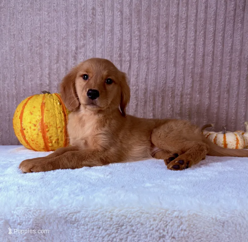 Dalila – Golden Retriever puppy for sale in Indianapolis, IN