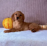 Dalila, a female Golden Retriever for sale in Indianapolis, IN – 1 of 5