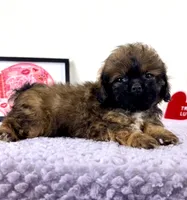 Regina, a female Shihpoo for sale in Indianapolis, IN – 4 of 5