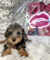 Ally Mae, a female Miniature Bernedoodle for sale in Indianapolis, IN – 4 of 5