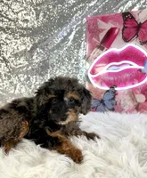 Solo, a male Miniature Bernedoodle for sale in Indianapolis, IN – 5 of 6