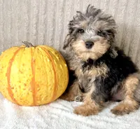Whistles, a male Miniature Bernedoodle for sale in Indianapolis, IN – 5 of 5