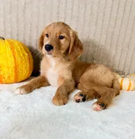 Draco, a male Golden Retriever for sale in Indianapolis, IN – 2 of 5