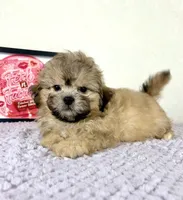 Aaron, a male Shihpoo for sale in Indianapolis, IN – 3 of 5