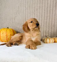 Shetar, a female Golden Retriever for sale in Indianapolis, IN – 4 of 5