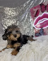 Ally Mae, a female Miniature Bernedoodle for sale in Indianapolis, IN – 4 of 5