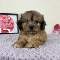 Damien, a male Shihpoo for sale in Indianapolis, IN – 5 of 5