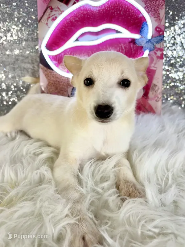 Scrappy – Rat Terrier, Chihuahua puppy for sale in Indianapolis, IN